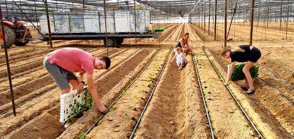 משפחת שיר ממושב פארן, הערבה התיכונה שותלים פלפלים ראשונים לעונה, צילום: משפחת שיר, פארן הערבה התיכונה